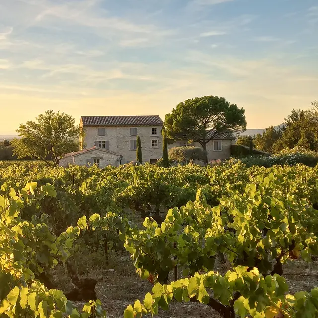 Vignes au coucher du soleil