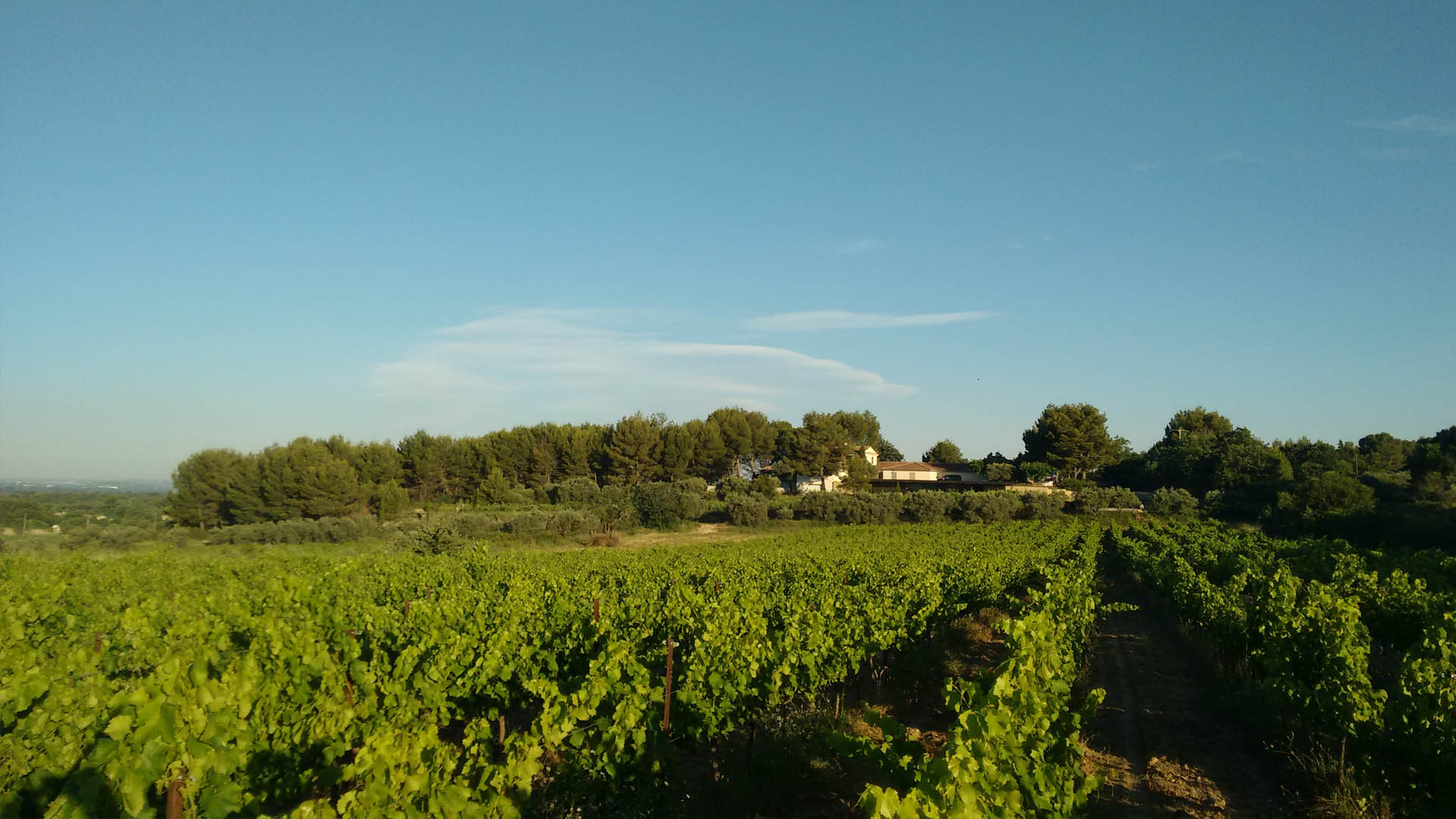 Verres de vin rouge du Ventoux