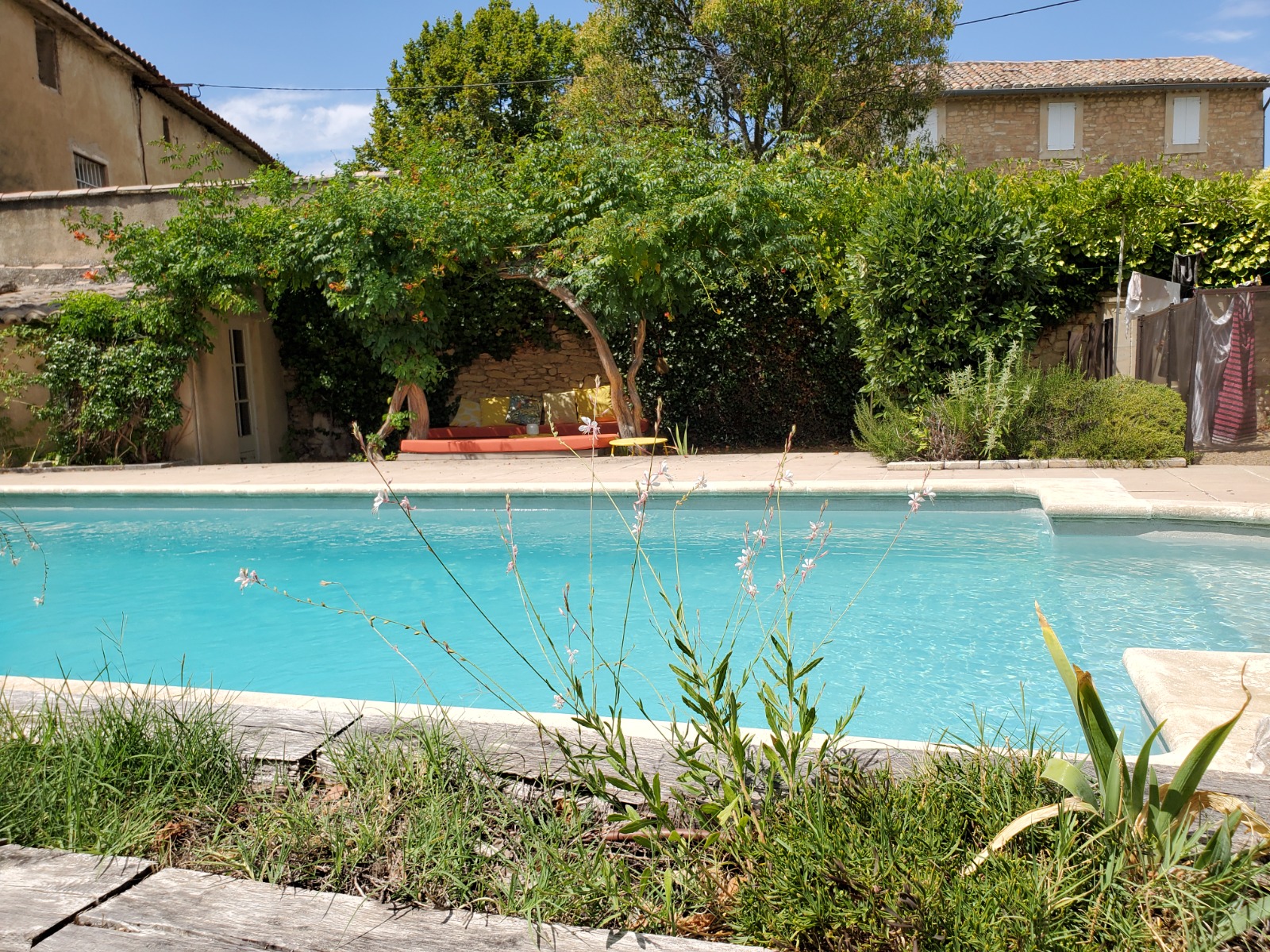 Pool surrounded by lavender